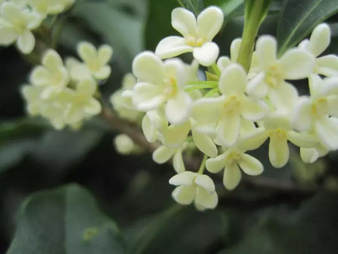玫瑰花香水茉莉花香水桂花香水,芦丹氏八月夜桂花香水有几款颜色
