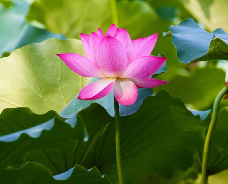 养花人的烦恼下雨刮风搬来搬去,养花的烦恼就是虫子