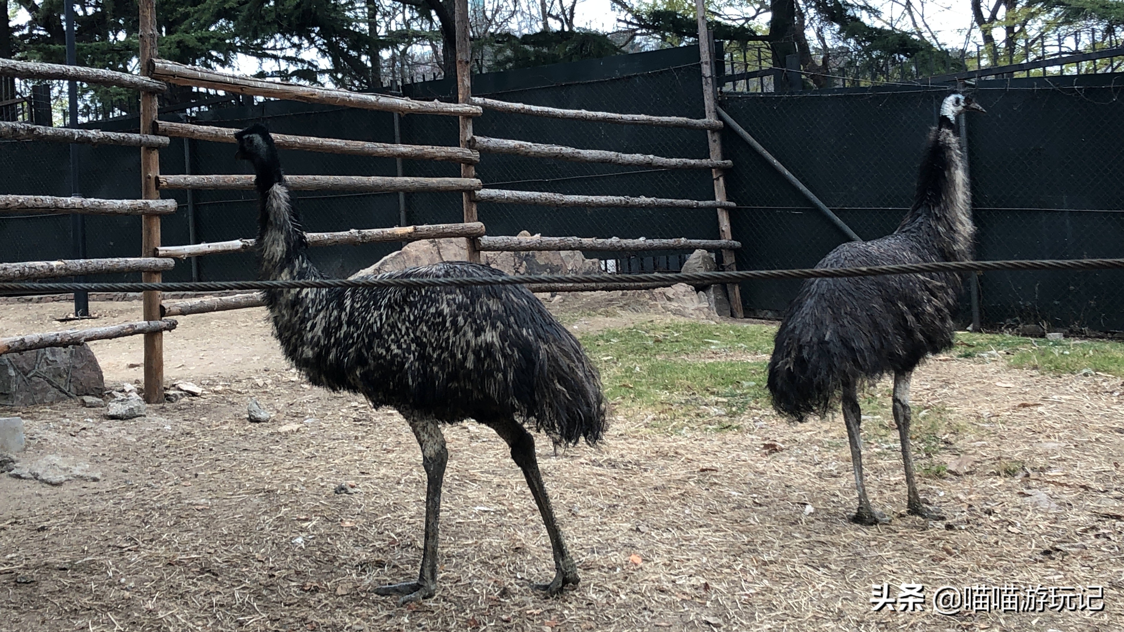 青岛动物园8.5元门票在哪里,青岛动物园8.5元门票需要预约吗