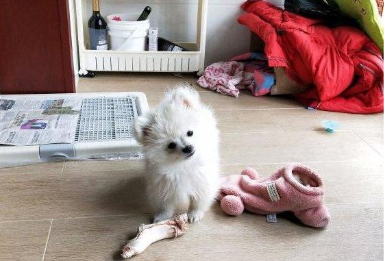 养狗狗是养博美好还是养泰迪好,养小博美是一种什么样的体验