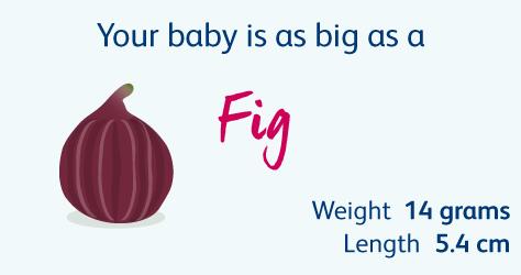 怀胎十月，胎儿悄悄长大，孕妈慢慢变胖，几张图片诠释发育过程