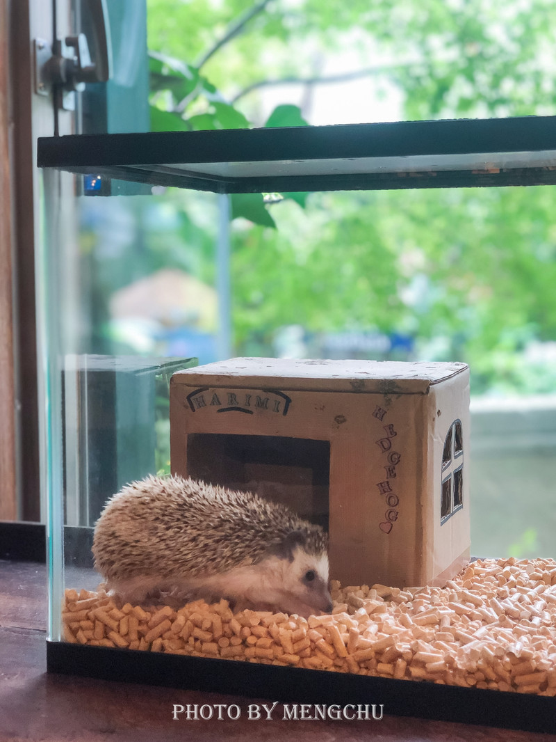 鐚ご楣板悏鍗滃姏骞绘兂,鏃ユ湰鐚挭绔ヨ瘽灏忛晣