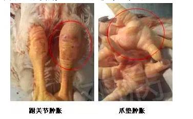 春季鸡鸭传染病,禽类传染病大全