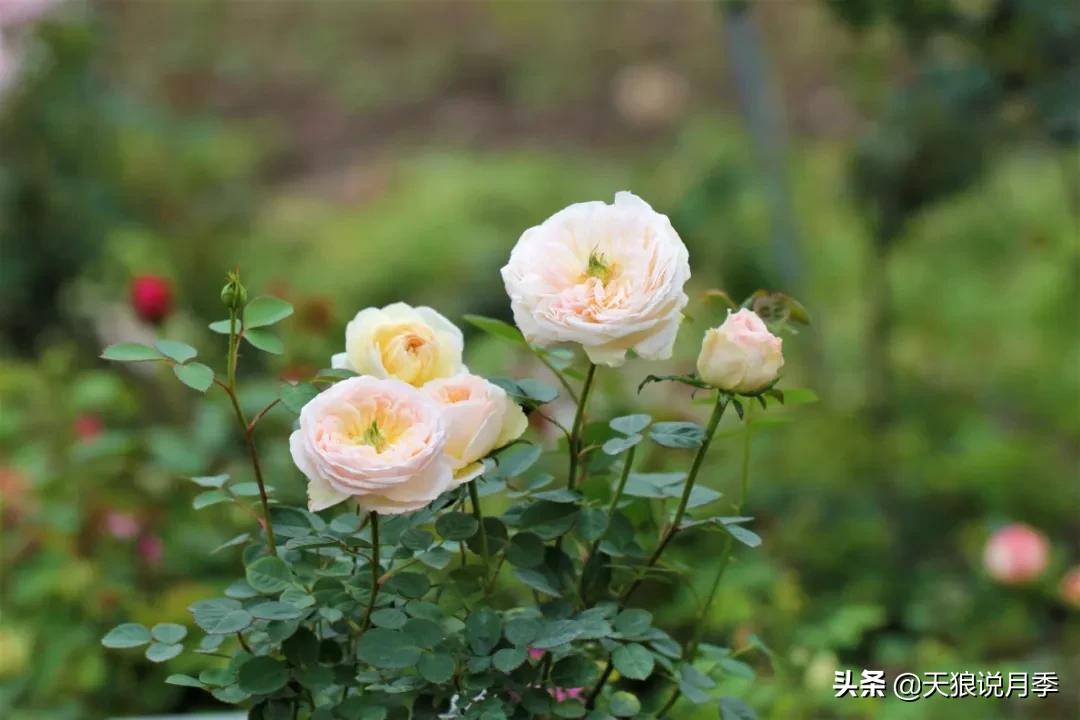 又一个十年,国产自育品种