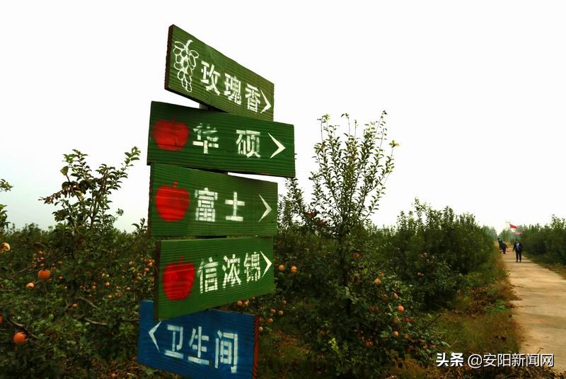 果园采摘新疆阿克苏糖心苹果,老家果园的苹果熟了欢迎来品尝