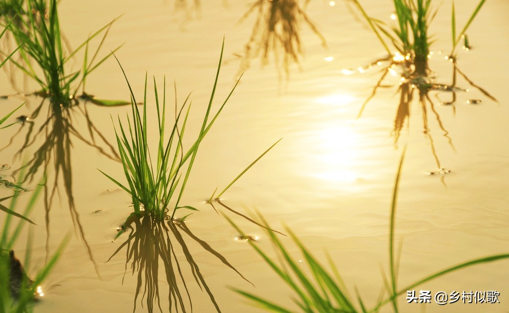水稻喜欢高温还是低温,水稻遭遇高温有哪些措施
