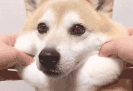 狗狗应该释放天性还是约束,怎么让狗狗变成优秀的狗