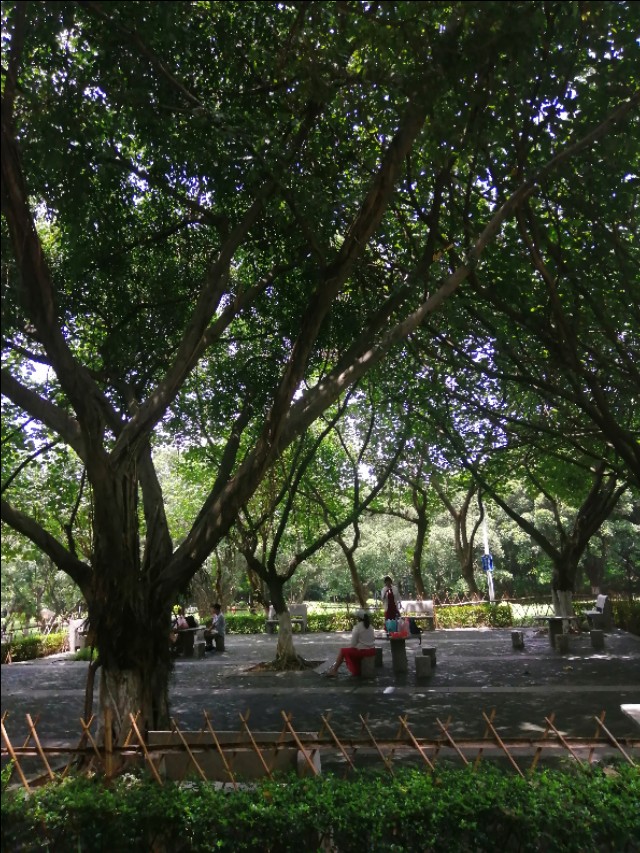 东莞旗峰公园掠影,东莞旗峰公园大体俯视图片