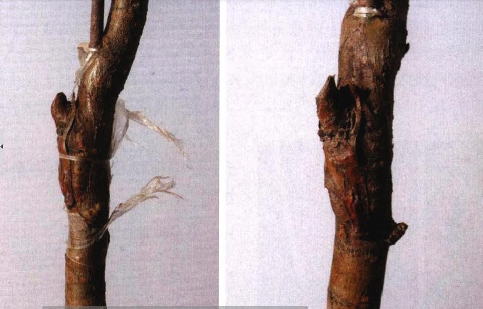 桃树苗7月份成熟品种,桃树苗品种如何选择