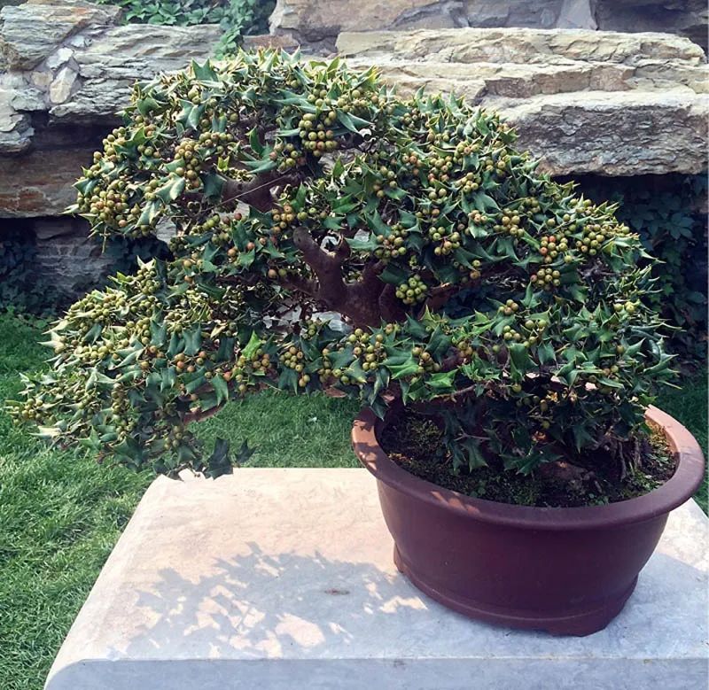 盆景素材十大排名 (什么盆景素材最好)