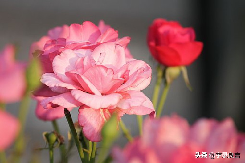 鼠年吉祥万事顺意身体健康,祝所有人鼠年万事顺利