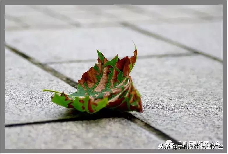 手机拍秋天摄影,记录秋天里的美好手机摄影