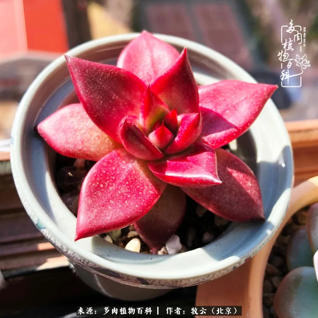 多肉植物一样的生机勃勃,多肉生活充满诗意