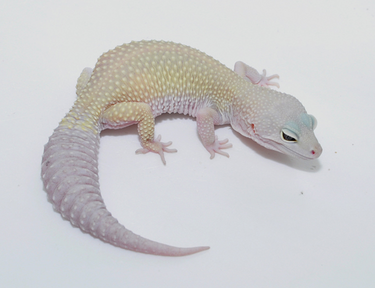 Eublepharismacularius豹纹守宫