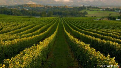 明年种什么农作物能赚钱,明年种植什么最挣钱