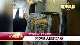 买和尚鹦鹉被判刑,网上卖宠物被判刑