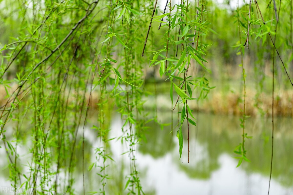 程垓《愁倚阑》春犹浅，柳初芽，杏初花。赏析