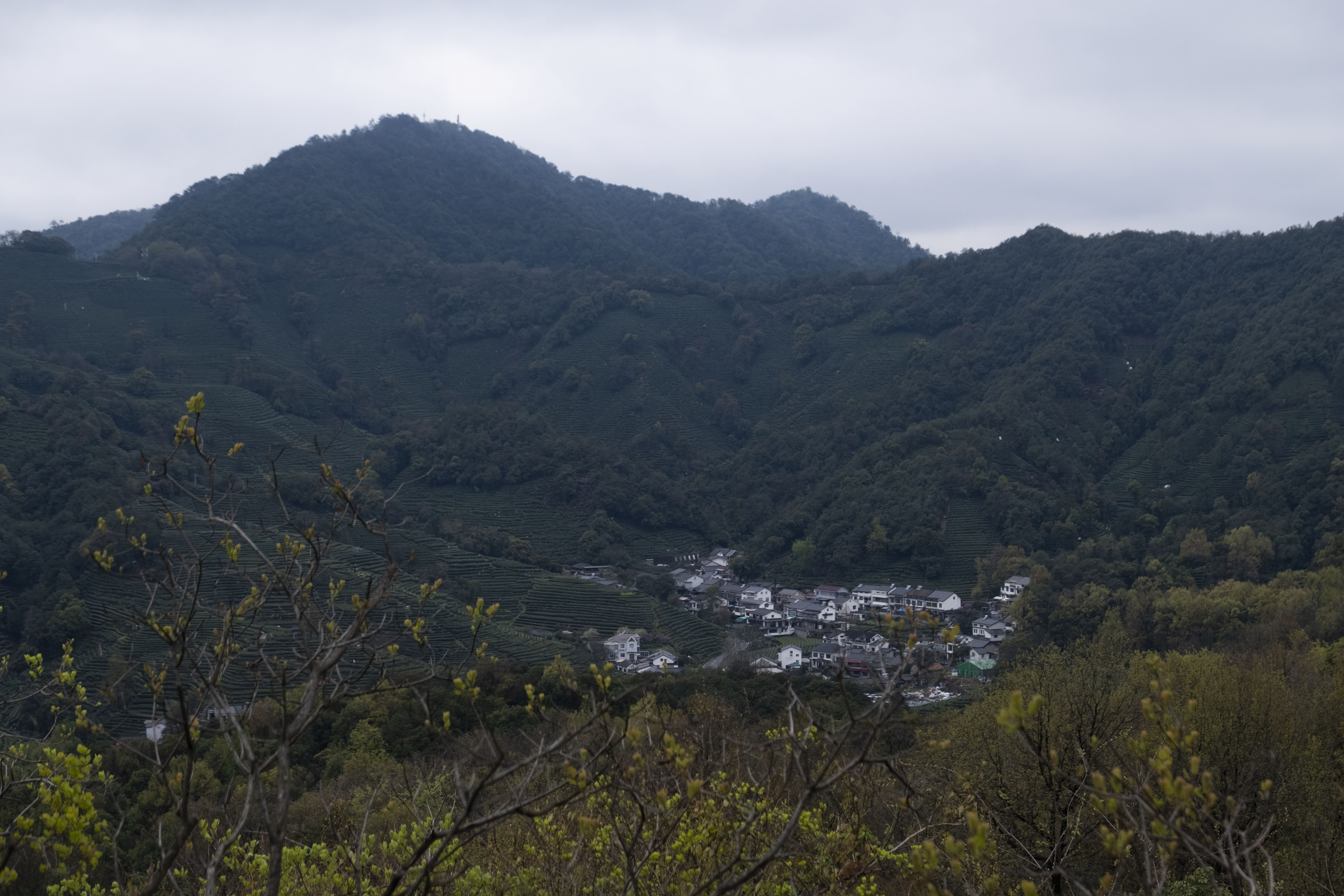 西湖龙井春茶季,龙井茶西湖明前春茶