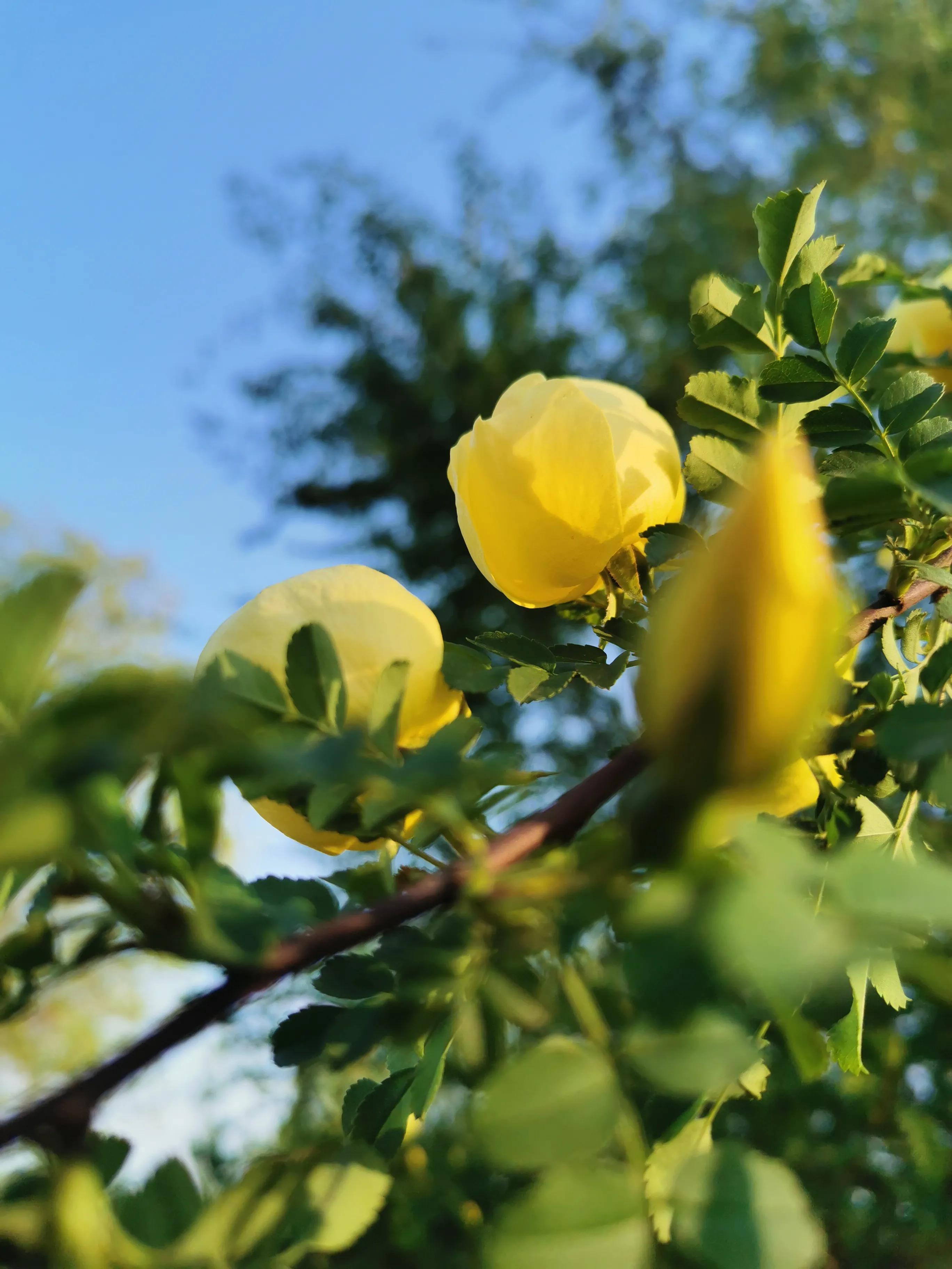 采几许光阴，书一纸年华