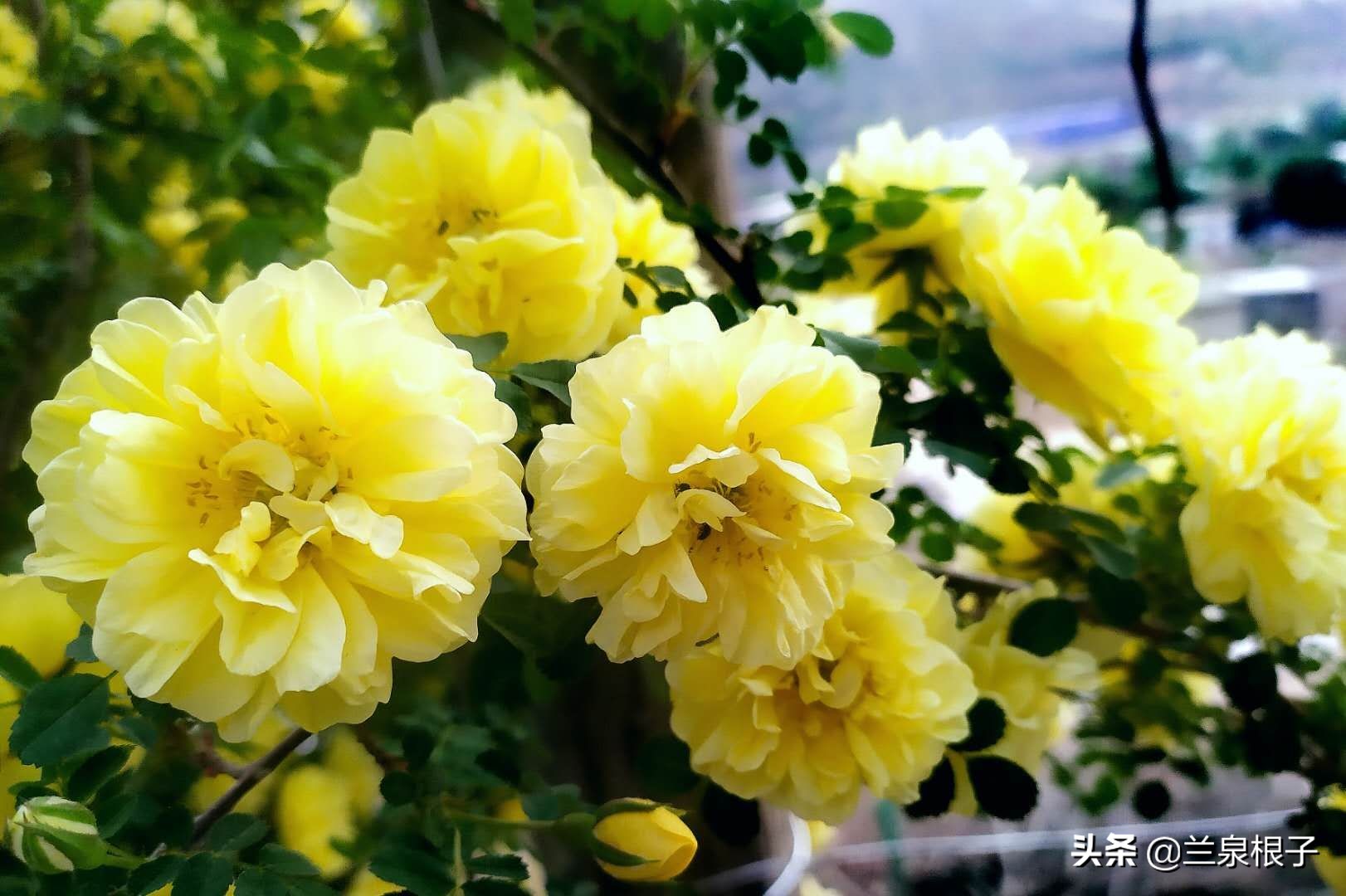 最美黄玫瑰,歌曲黄玫瑰你最美