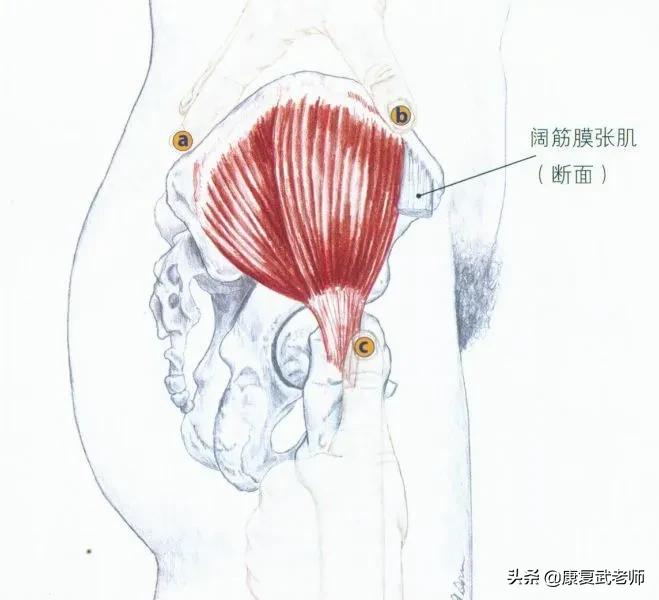臀部肌群解剖,臀部肌功能解剖