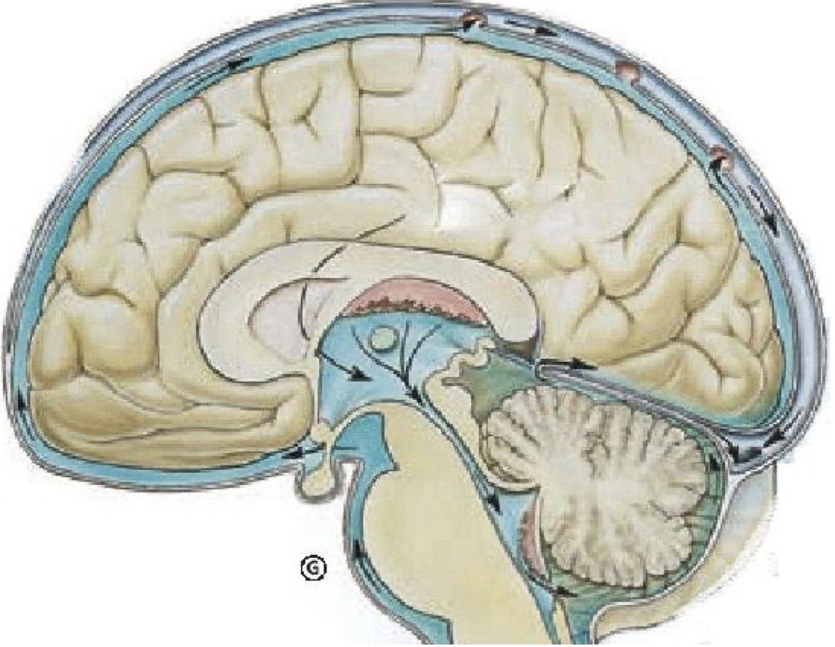 用头撞墙会脑震荡吗,拖鞋打头顶会打成脑震荡吗