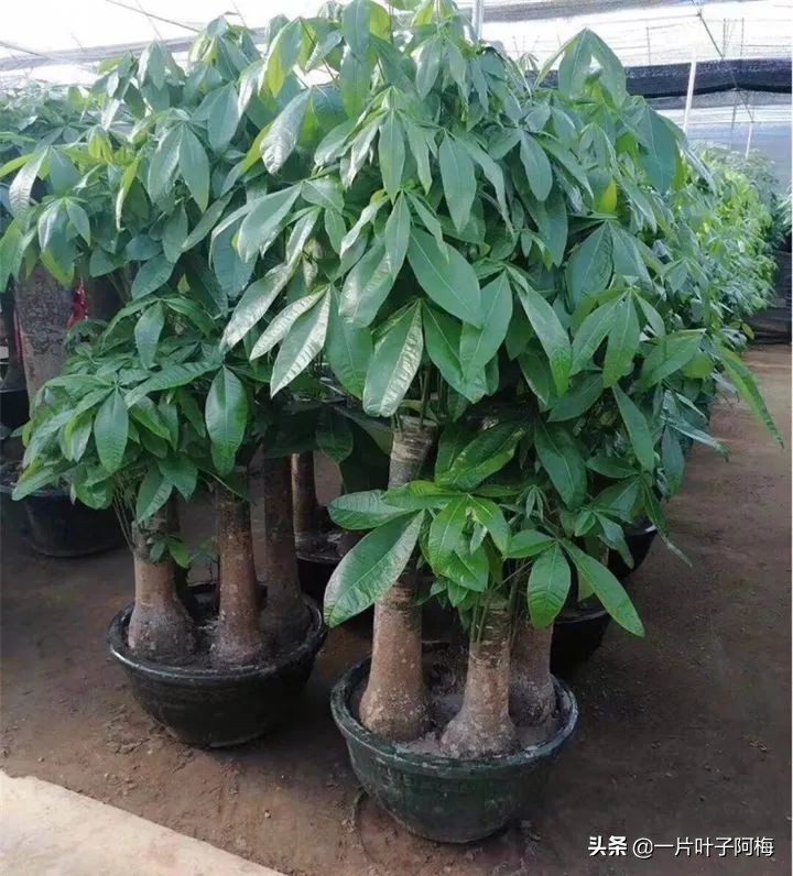 5个植物最招财,能开花又好养的植物又有寓意