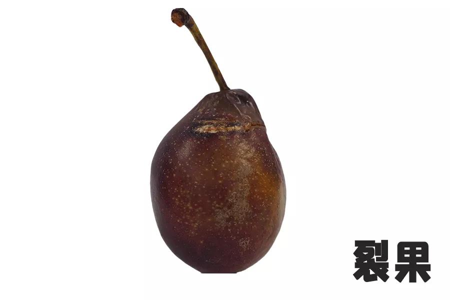 *疆新**西梅怎么选!分选标准在这里了