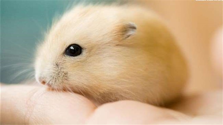 自制仓鼠磨牙工具,最好用什么给仓鼠磨牙齿