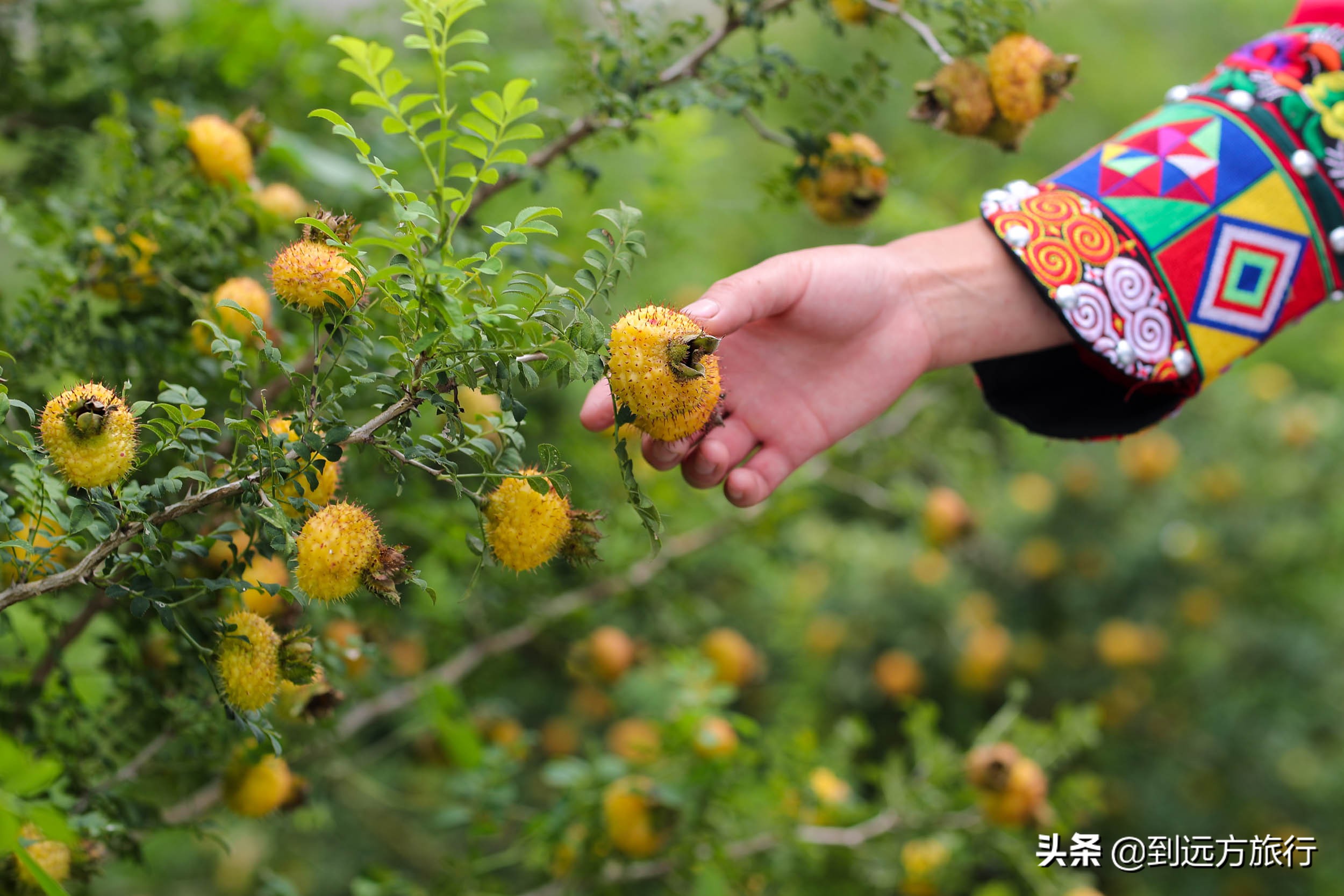 贵州的“香格里拉”，满山都是“黄金果”，不收门票免费玩