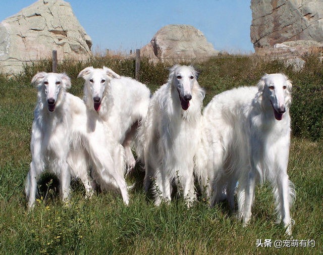 最好看的苏俄猎狼犬,最奇葩的爱尔兰猎狼犬