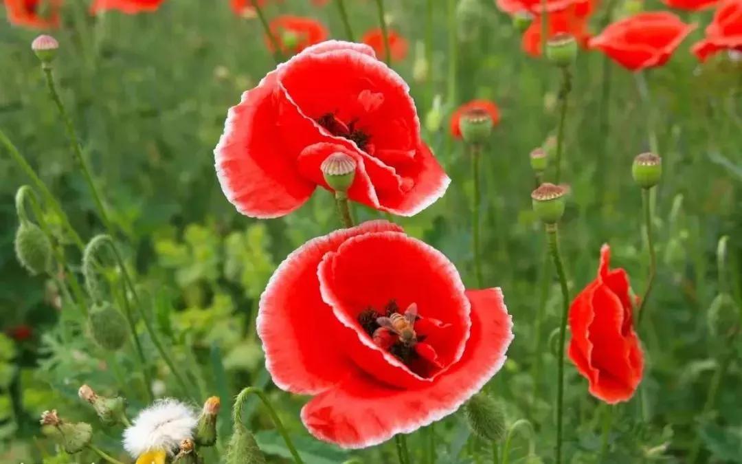 世界各国的国花集锦惊艳,世界各国国花大全