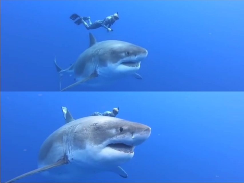 大白鲨与噬人鲨有哪些亲缘关系,大白鲨为什么要攻击虎鲸