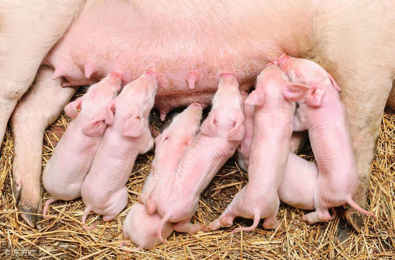 胃肠应激综合征的临床表现,牛运输应激综合征怎么治疗