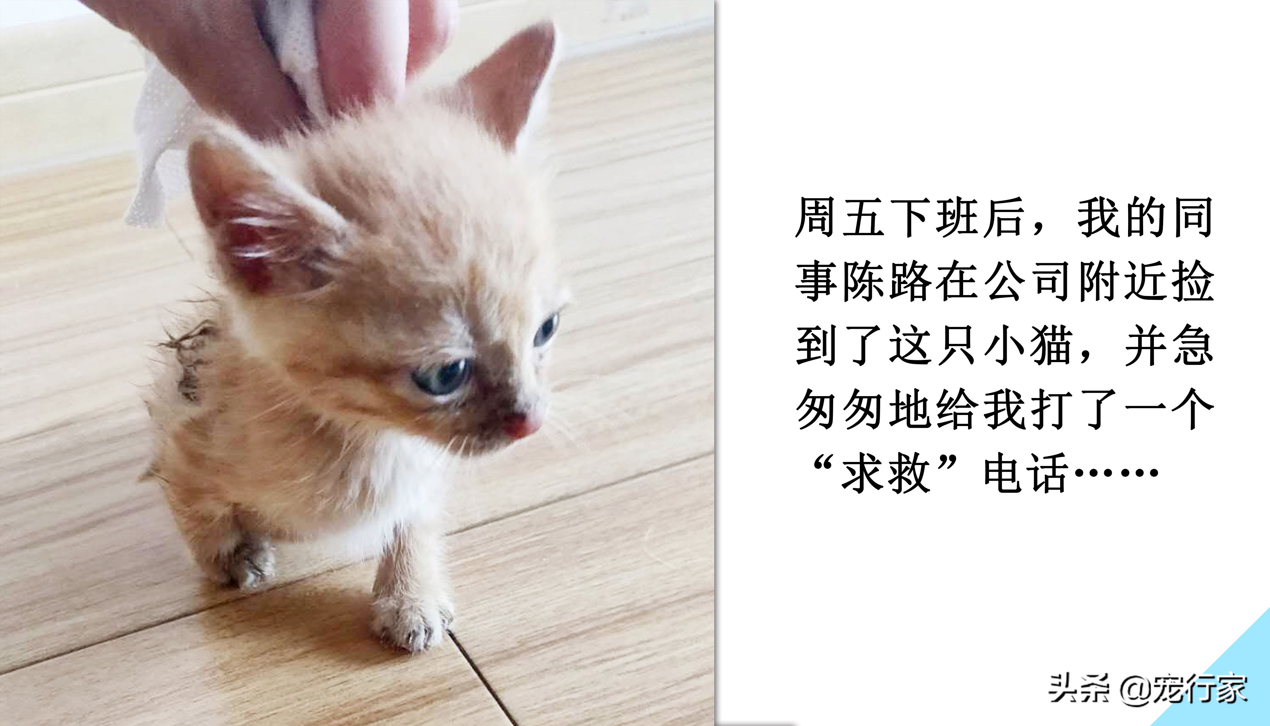 幼猫怎么喂养注意事项,幼猫喂养技巧和方法