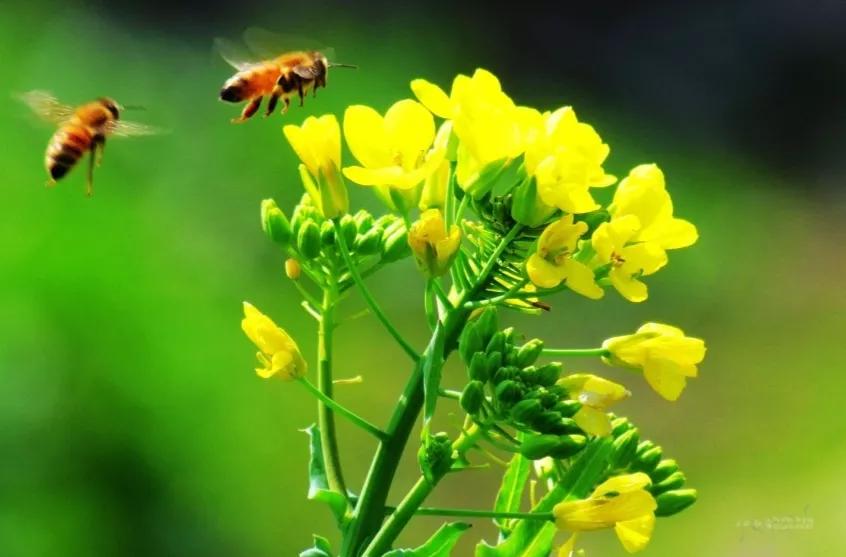 毒蛇被蜜蜂蛰死,毒蛇吃成大胖子
