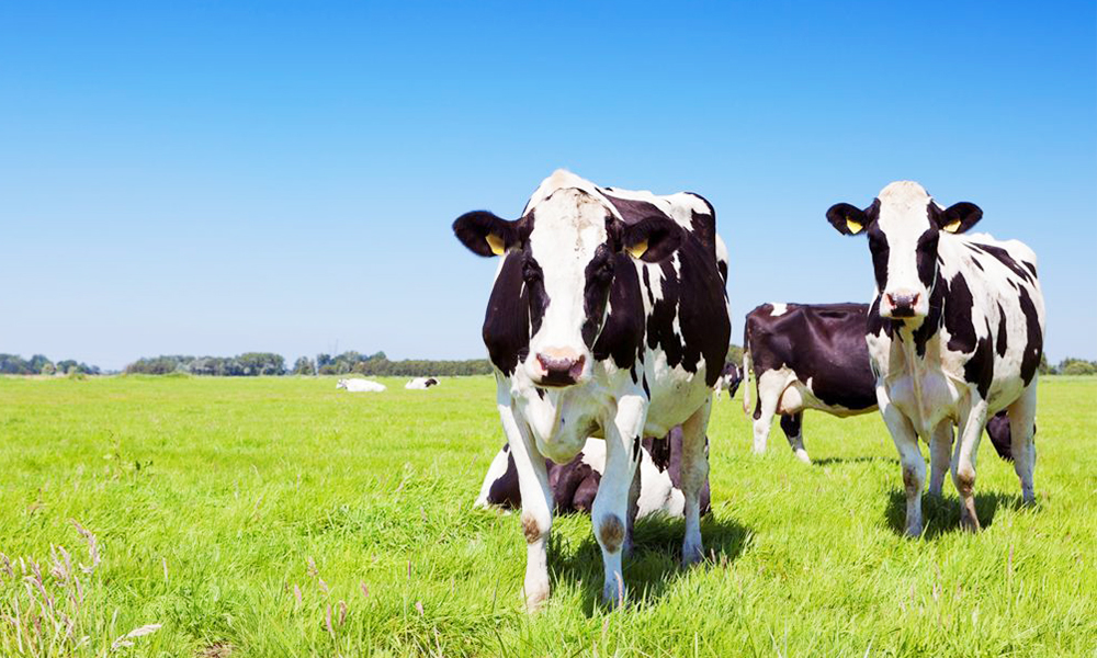 婴儿如何选择奶粉品牌好,如何选择适合新生宝宝的奶粉品牌