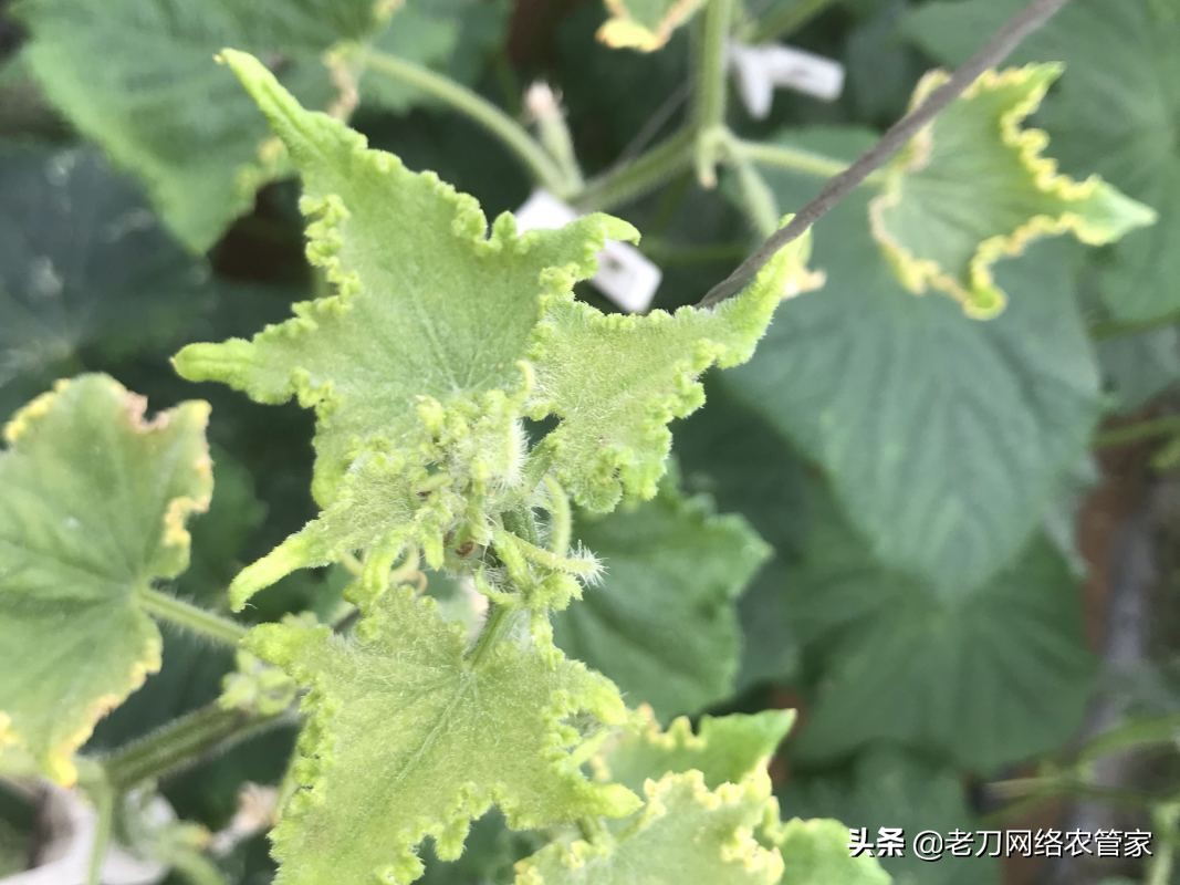 黄瓜龙头弯曲什么原因,黄瓜茎秆粗叶片厚是咋回事