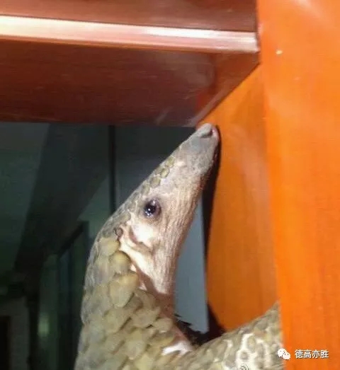 童正祥：邮票上的穿山甲故事