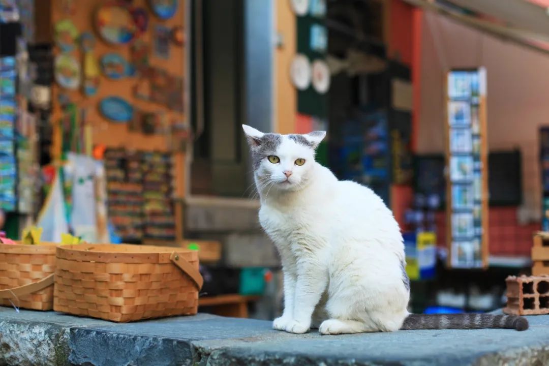 意大利五渔村蒙泰罗索,意大利五渔村全景