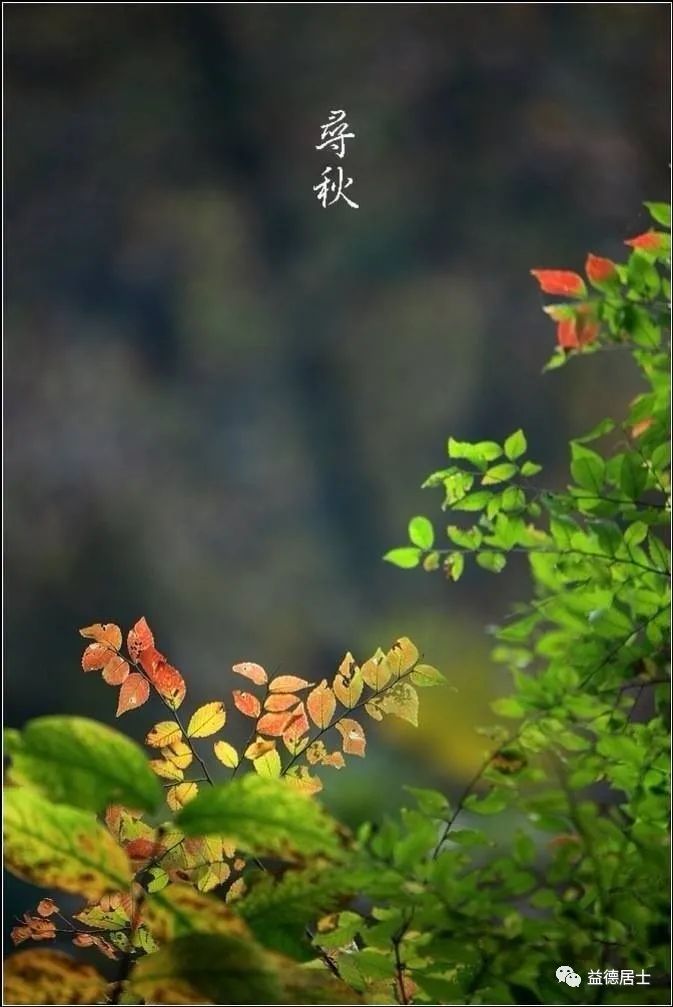 高粱立了秋再出穗还能熟吗,立了秋丢了扇全文的诗意是什么