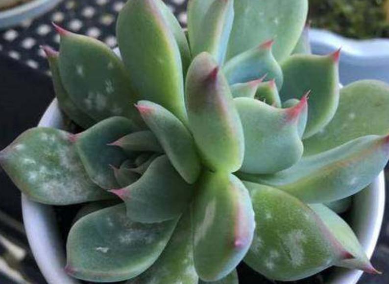 多肉白腐病怎么处理,多肉的白粉病怎么治疗