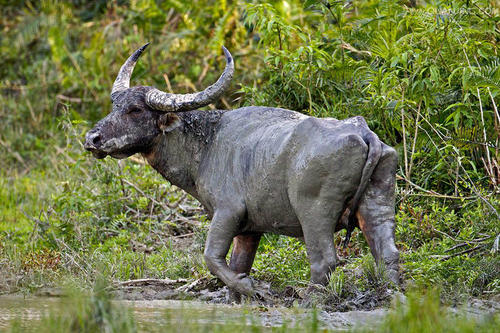 印度24条冷知识,印度冷知识100则