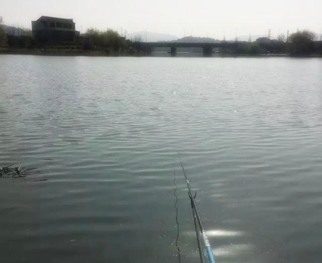 现在的蓝鲫怎么不好用了,为什么蓝鲫只有香腥