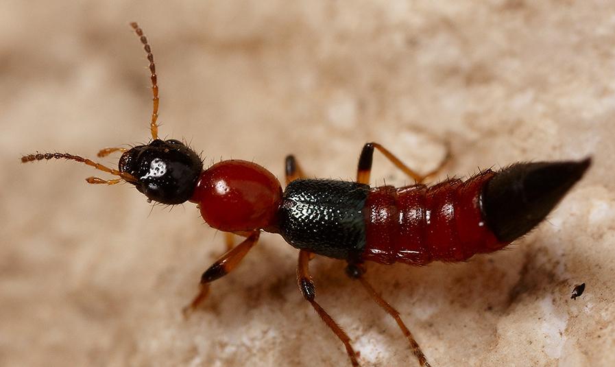 帮帮小课堂|隐翅虫