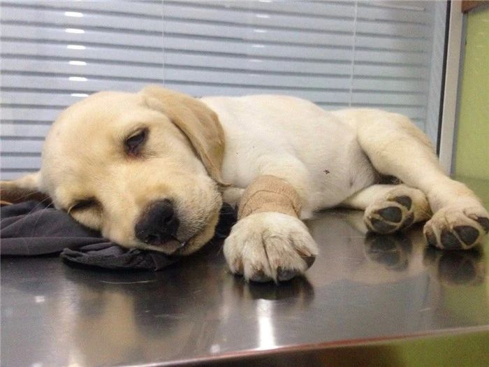 狗狗真的很容易生病吗,狗狗细小已经好了几大症状