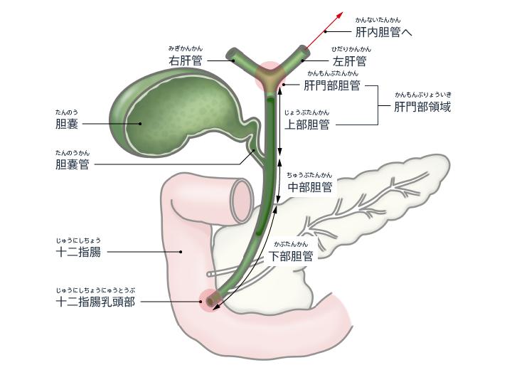 胆囊变异解剖图,胆道血供解剖