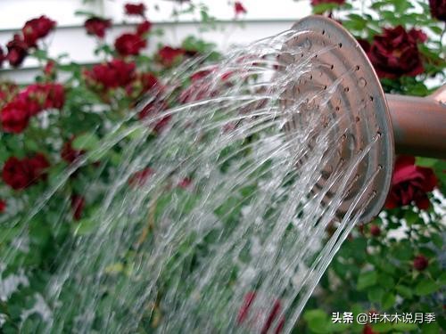 月季修剪后黑杆怎么处理,月季黑杆最好的治疗方法