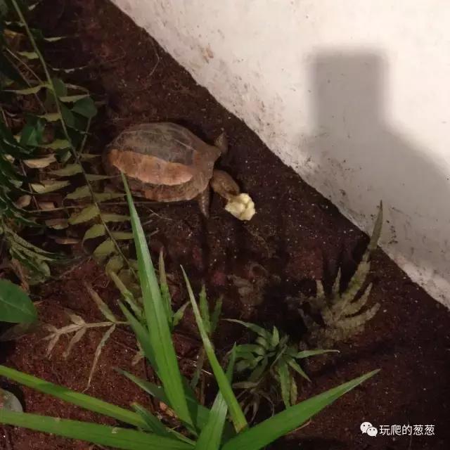 半水龟环境建造,椰土养半水龟