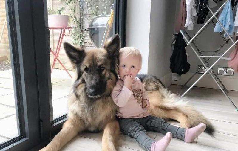 出门最适合带的狗,什么狗最合适出门带